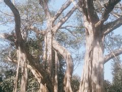 -瑞丽独树成林风景区