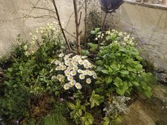 -Jo's Garden