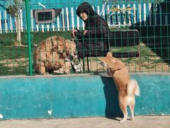 -趣玩宠物乐园寄养训犬训狗游泳池