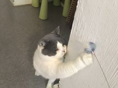 -豆老板的猫咖啡(碑林博物馆店)