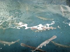 -鸿渡渔庄·特色鸭咀鱼