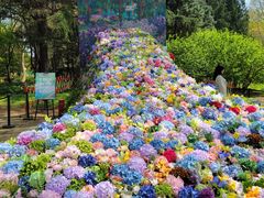 -上海共青森林公园