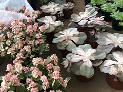 -金科花卉市场