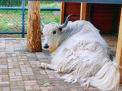 -长白岛森林公园