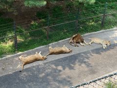 -大连森林动物园