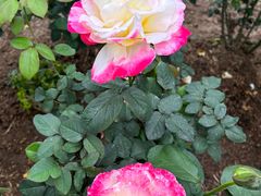 -人民公园(罗湖区)