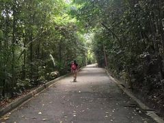 -武吉知马自然保护区