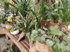 -石家庄市植物园
