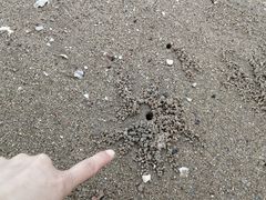 -北岐滩涂
