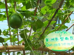 北京观光南瓜园&nbsp;(3)-观光南瓜园