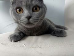 -喵的天空名猫咖啡馆·撸猫·猫舍·用品