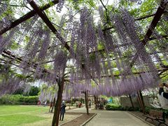 -嘉定紫藤园