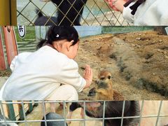 -合肥滨湖国家森林公园