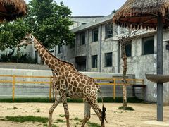 -西霞口神雕山野生动物世界