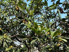 -塘栖枇杷特色园区