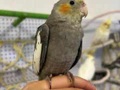 -吉丁鸟咖·异宠·寄养