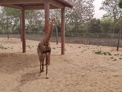 -石家庄市动物园