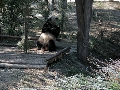 -成都大熊猫繁育研究基地