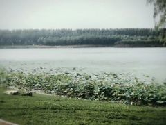 -丁香湖公园