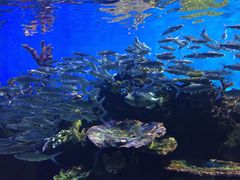 -华夏文旅海洋公园