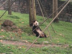 -都江堰中华大熊猫苑