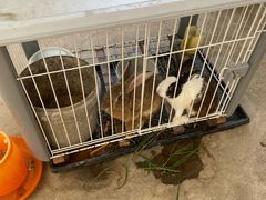 -马陆小张葡萄园农家乐