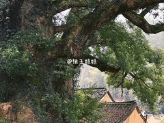 -杨家堂村