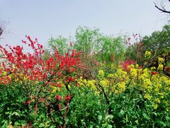 -南汇桃花村