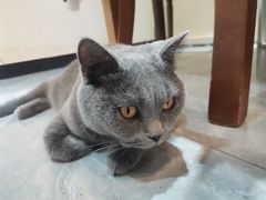 -猫小院猫主题餐厅(南锣旗舰店)