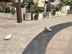-中粮·祥云小镇