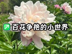 -神州牡丹园
