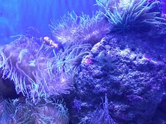-悉尼海洋生物水族馆