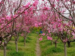 -南汇桃花村