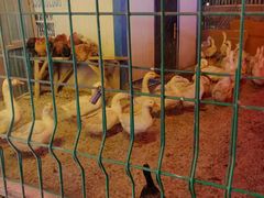 -鱼窝棚柴火铁锅炖(富山屯店)