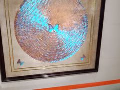 -上海昆虫博物馆