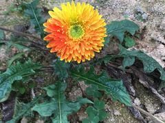 -松山湖梦幻百花洲
