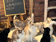 -豆逗聊愈猫阁Easy Life