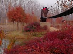 -合肥滨湖国家森林公园