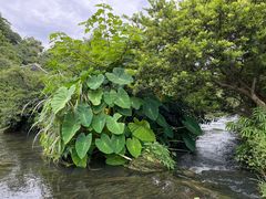 -花溪公园