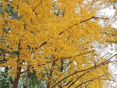 -三里屯东五街银杏大道