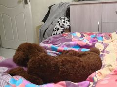 -沐沐家宠物(成寿寺店)