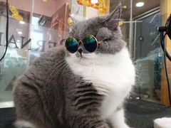 -车接车送·寄养洗护·德文猫舍(大宁店)