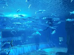 -北戴河圣蓝海洋公园