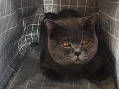 -宠福鑫24h动物医院