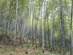 -上海佘山国家森林公园天马山园