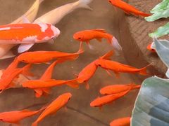 -单家老院·院子里的青岛菜(沙子口店)
