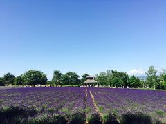 -富田农场