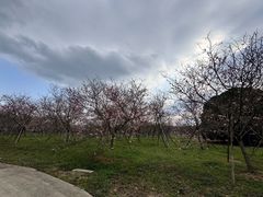 -天适樱花悠乐园