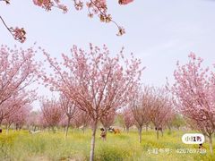 -古柏渡飞黄旅游区