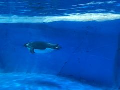 -海合安成都极地海洋公园